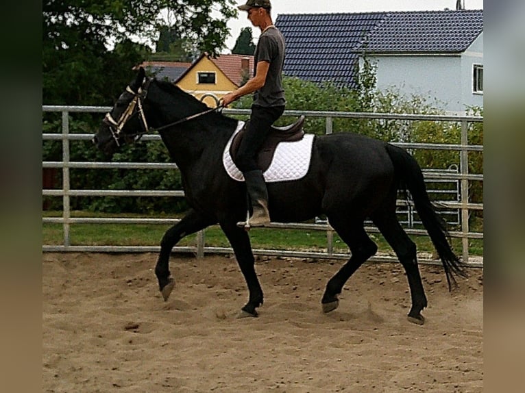 Zwaar warmbloed Ruin 5 Jaar 160 cm Zwart in Buttst&#xE4;dt