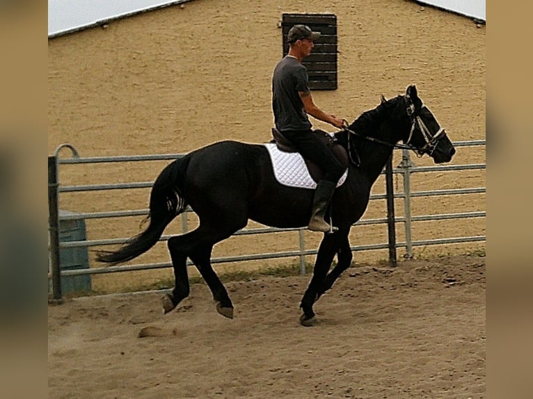 Zwaar warmbloed Ruin 5 Jaar 160 cm Zwart in Buttst&#xE4;dt