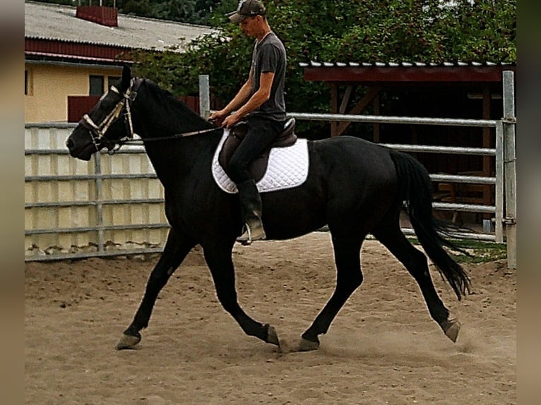 Zwaar warmbloed Ruin 5 Jaar 160 cm Zwart in Buttst&#xE4;dt