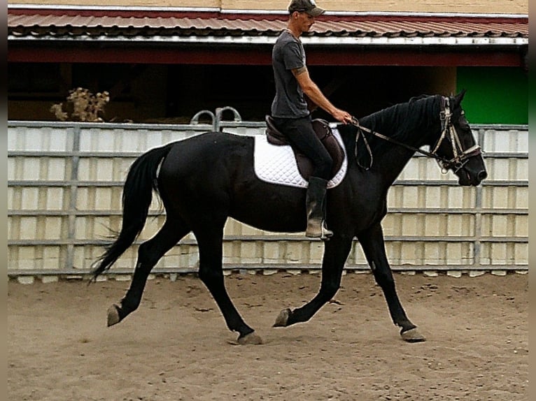 Zwaar warmbloed Ruin 5 Jaar 160 cm Zwart in Buttst&#xE4;dt