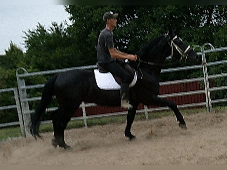 Zwaar warmbloed Ruin 5 Jaar 160 cm Zwart in Buttst&#xE4;dt