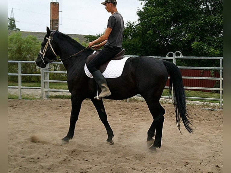 Zwaar warmbloed Ruin 5 Jaar 160 cm Zwart in Buttst&#xE4;dt