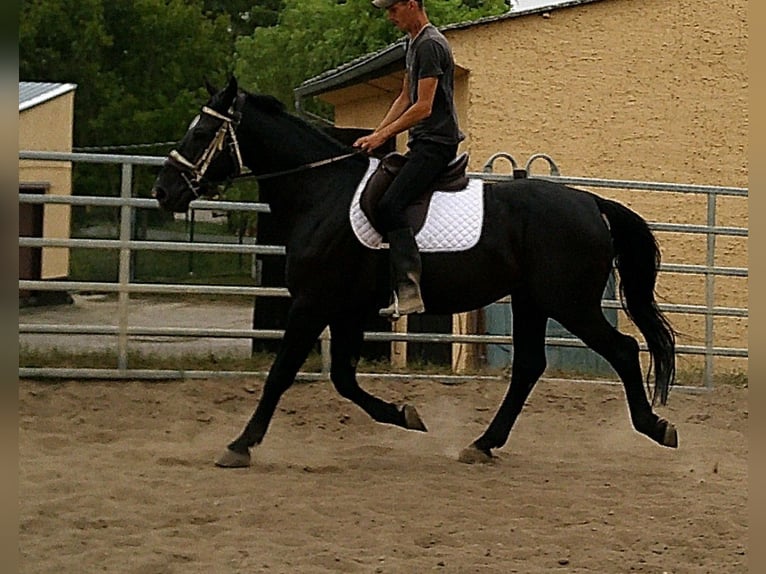 Zwaar warmbloed Ruin 5 Jaar 160 cm Zwart in Buttst&#xE4;dt