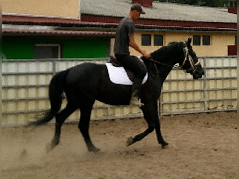 Zwaar warmbloed Ruin 5 Jaar 160 cm Zwart in Buttst&#xE4;dt