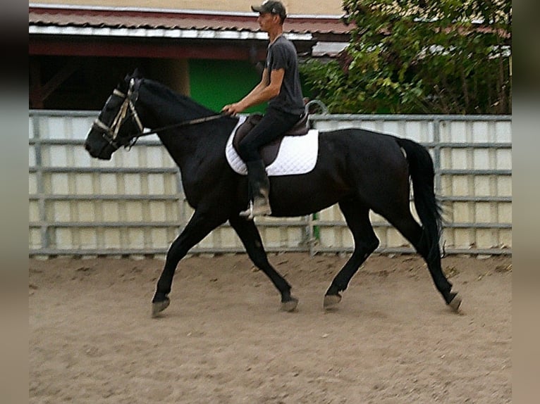 Zwaar warmbloed Ruin 5 Jaar 160 cm Zwart in Buttst&#xE4;dt