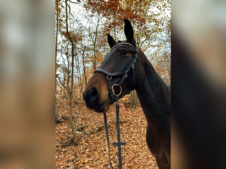 Zwaar warmbloed Ruin 5 Jaar 164 cm Donkerbruin in Niederorschel