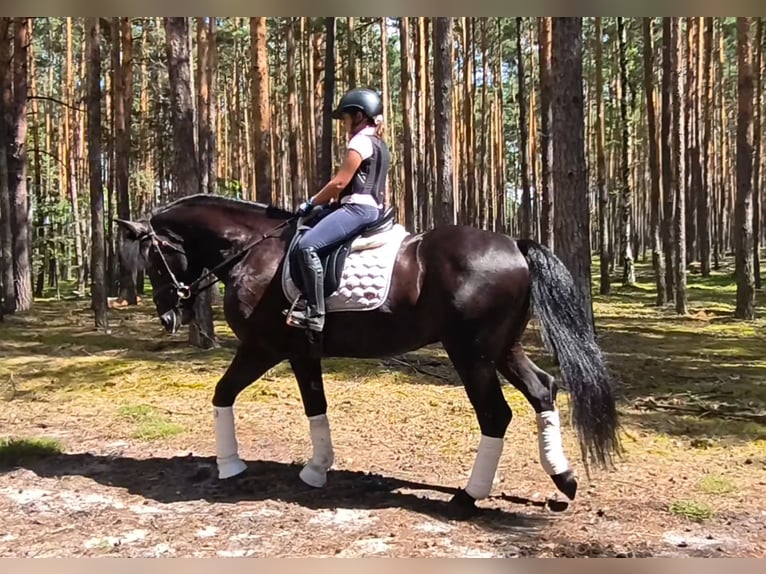 Zwaar warmbloed Mix Ruin 5 Jaar 164 cm Zwart in Forst