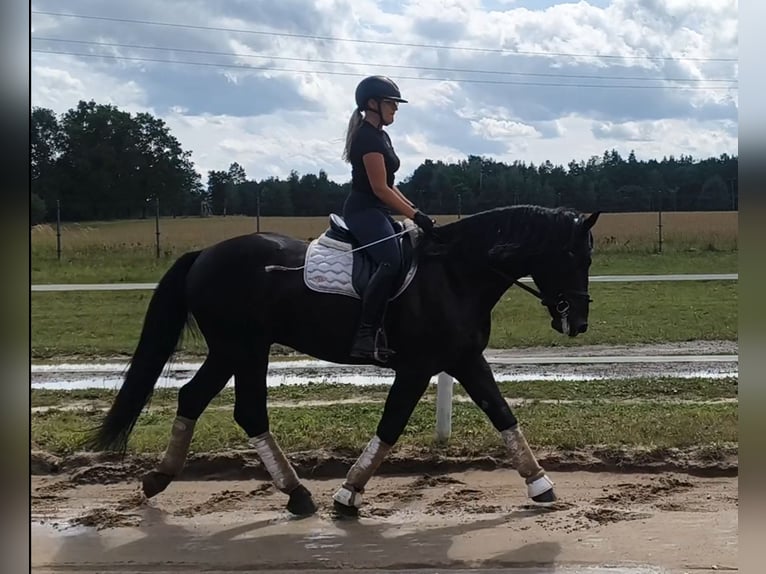Zwaar warmbloed Mix Ruin 5 Jaar 164 cm Zwart in Forst