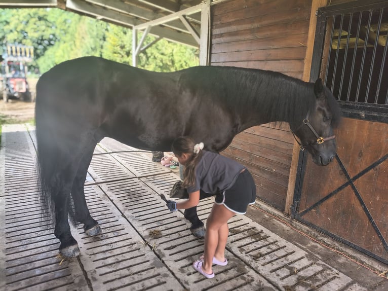 Zwaar warmbloed Mix Ruin 5 Jaar 164 cm Zwart in Forst