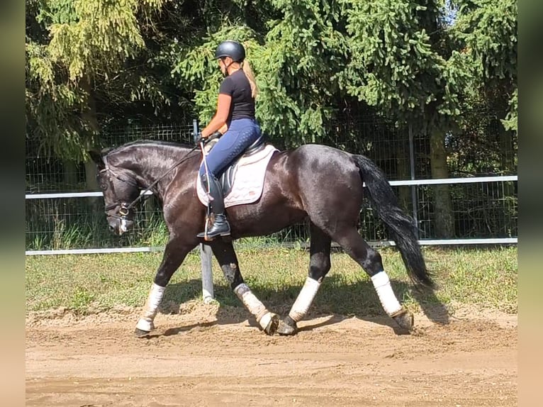 Zwaar warmbloed Mix Ruin 5 Jaar 164 cm Zwart in Forst