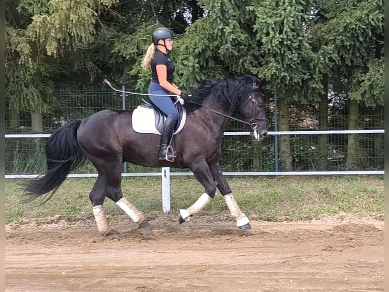 Zwaar warmbloed Mix Ruin 5 Jaar 164 cm Zwart in Forst