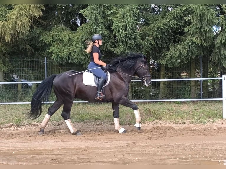 Zwaar warmbloed Mix Ruin 5 Jaar 164 cm Zwart in Forst