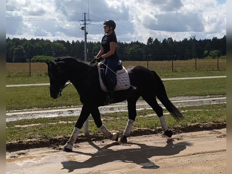 Zwaar warmbloed Mix Ruin 5 Jaar 164 cm Zwart in Forst