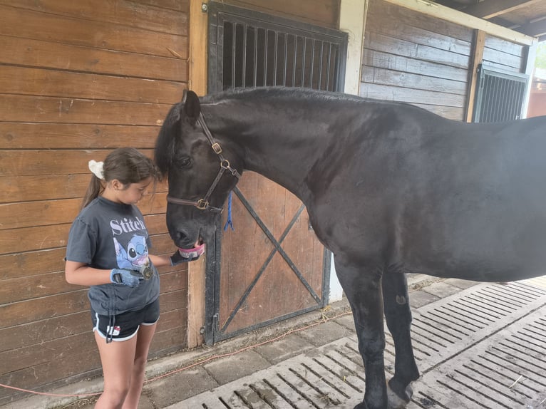 Zwaar warmbloed Mix Ruin 5 Jaar 164 cm Zwart in Forst