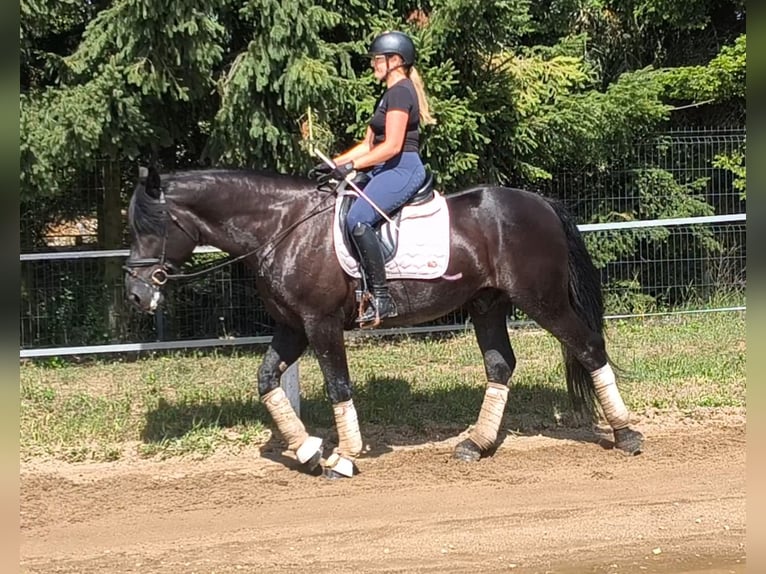 Zwaar warmbloed Mix Ruin 5 Jaar 164 cm Zwart in Forst