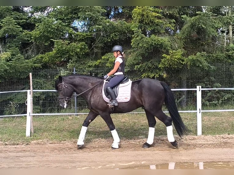 Zwaar warmbloed Mix Ruin 5 Jaar 164 cm Zwart in Forst
