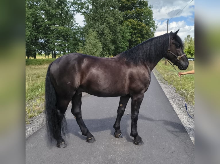 Zwaar warmbloed Mix Ruin 5 Jaar 164 cm Zwart in Forst