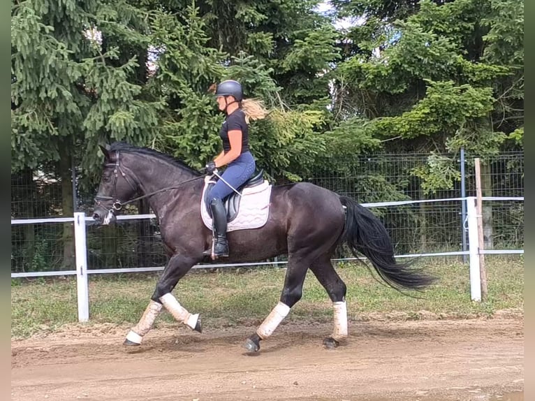 Zwaar warmbloed Mix Ruin 5 Jaar 164 cm Zwart in Forst