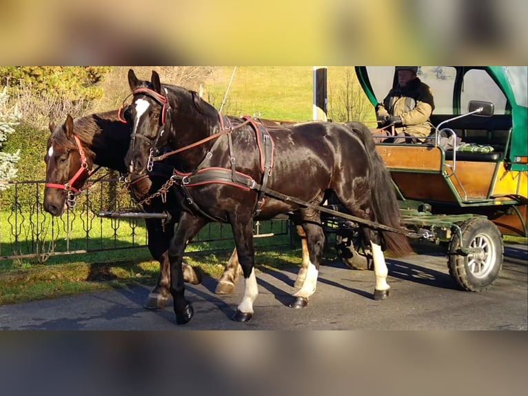 Zwaar warmbloed Ruin 5 Jaar 166 cm Zwart in Kamenz