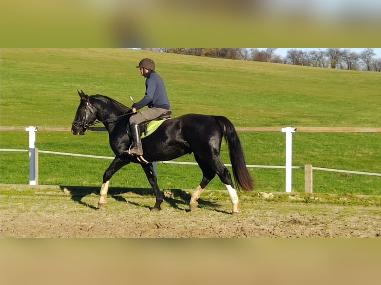 Zwaar warmbloed Ruin 5 Jaar 166 cm Zwart in Kamenz