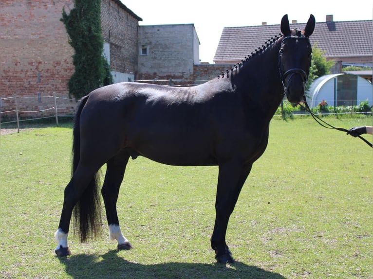 Zwaar warmbloed Ruin 5 Jaar 168 cm Zwart in Zerbst