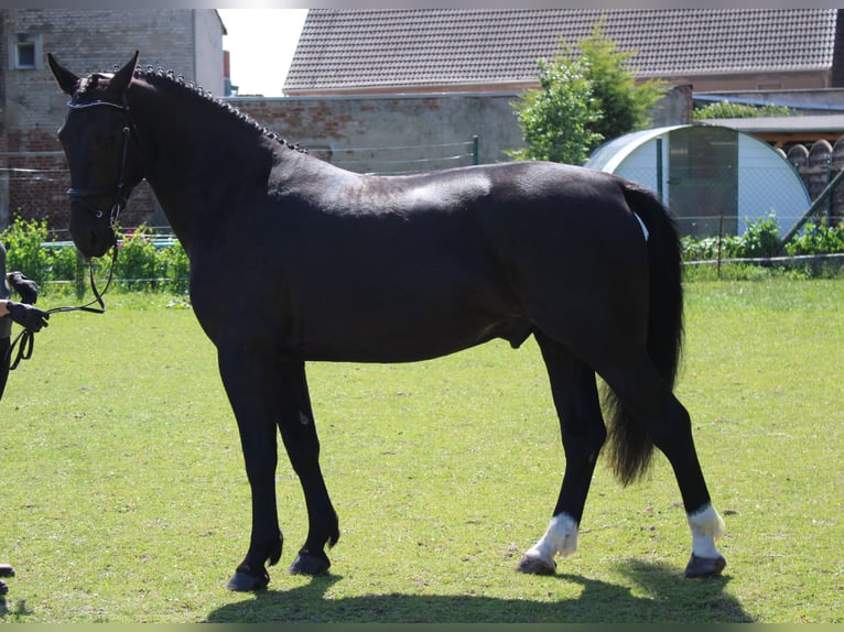 Zwaar warmbloed Ruin 5 Jaar 168 cm Zwart in Zerbst