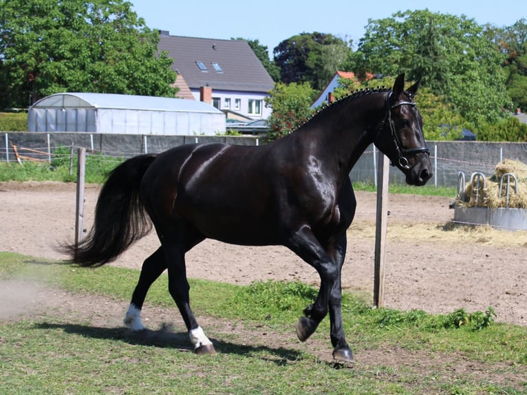 Zwaar warmbloed Ruin 5 Jaar 168 cm Zwart in Zerbst