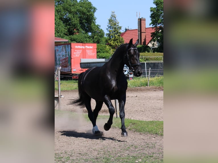 Zwaar warmbloed Ruin 5 Jaar 168 cm Zwart in Zerbst