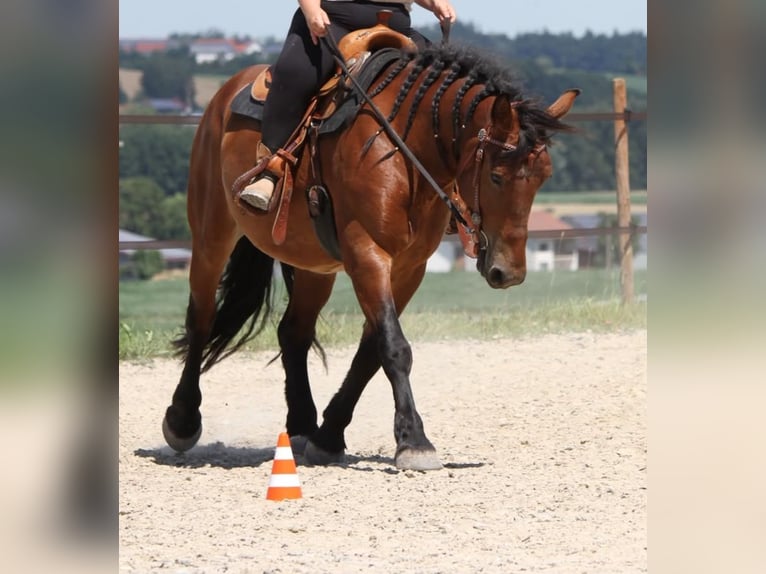 Zwaar warmbloed Ruin 6 Jaar 155 cm Bruin in Unterdietfurt