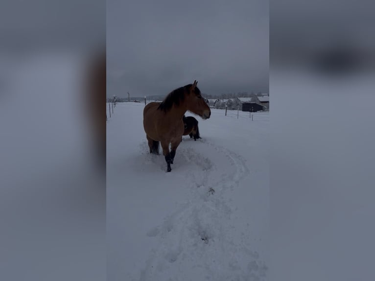 Zwaar warmbloed Mix Ruin 6 Jaar 155 cm Falbe in Hofstetten