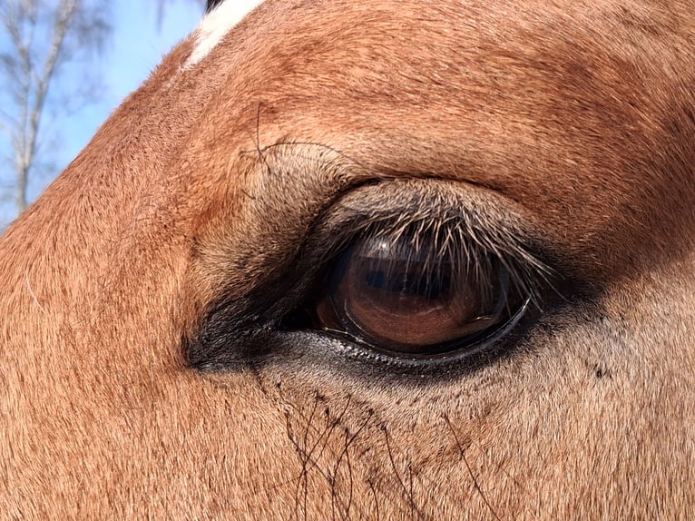 Zwaar warmbloed Ruin 6 Jaar 156 cm Falbe in Neustadt am Rübenberge