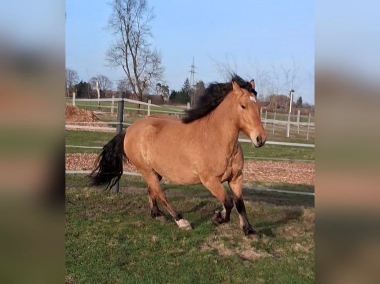 Zwaar warmbloed Ruin 6 Jaar 156 cm Falbe in Neustadt am Rübenberge