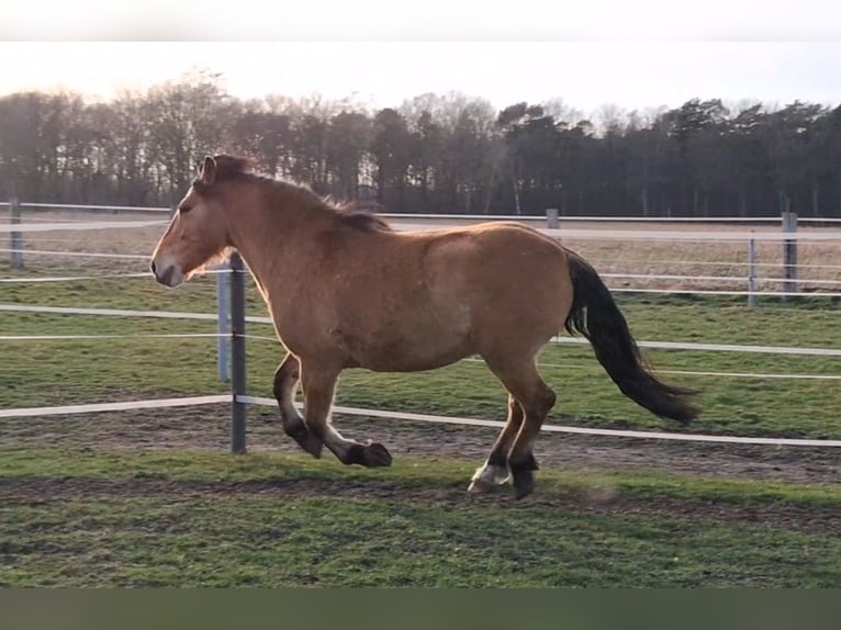Zwaar warmbloed Ruin 6 Jaar 156 cm Falbe in Neustadt am Rübenberge