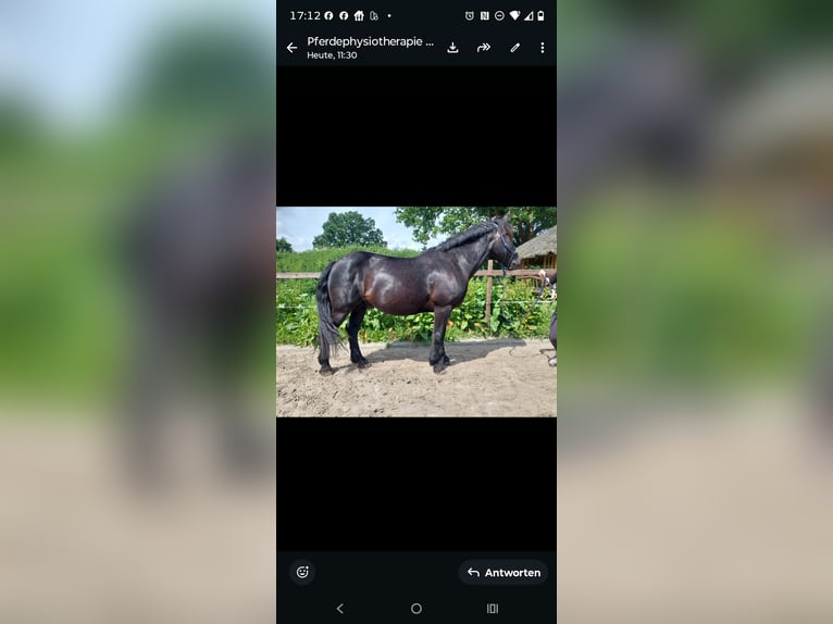 Zwaar warmbloed Ruin 6 Jaar 156 cm Zwart in Südbrookmerland Victorbur
