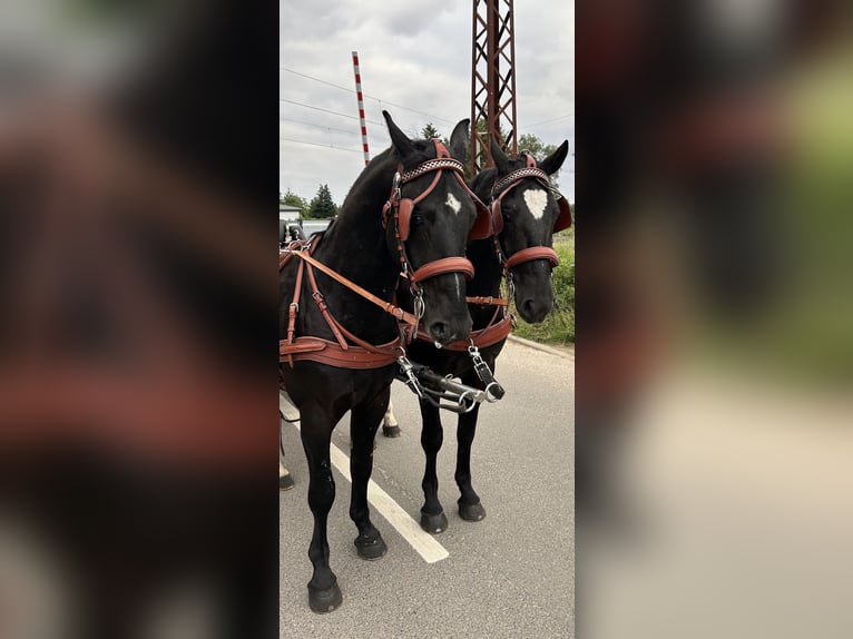 Zwaar warmbloed Ruin 6 Jaar 158 cm Zwart in Thießen