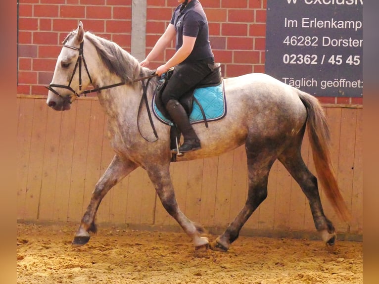 Zwaar warmbloed Mix Ruin 6 Jaar 160 cm in Dorsten