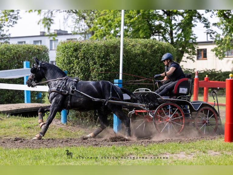 Zwaar warmbloed Ruin 6 Jaar 160 cm Zwart in Łąck