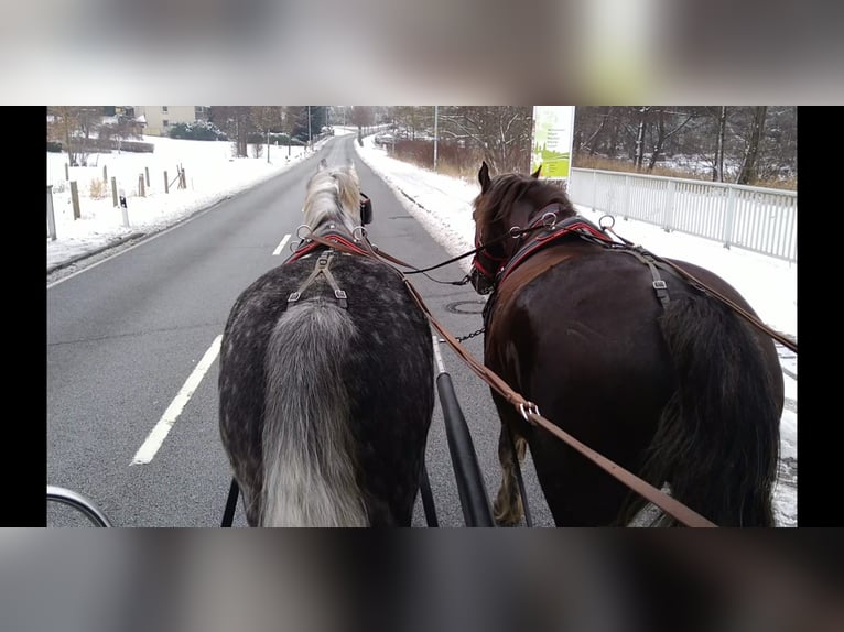 Zwaar warmbloed Ruin 6 Jaar 165 cm Appelschimmel in Kamenz