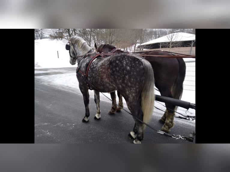 Zwaar warmbloed Ruin 6 Jaar 165 cm Appelschimmel in Kamenz