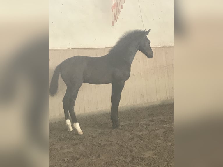 Zwaar warmbloed Ruin 6 Jaar 176 cm Zwart in Rittersdorf