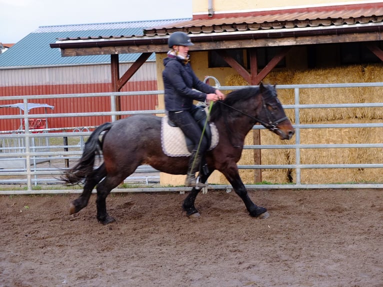 Zwaar warmbloed Mix Ruin 7 Jaar 150 cm Zwartschimmel in Buttstädt