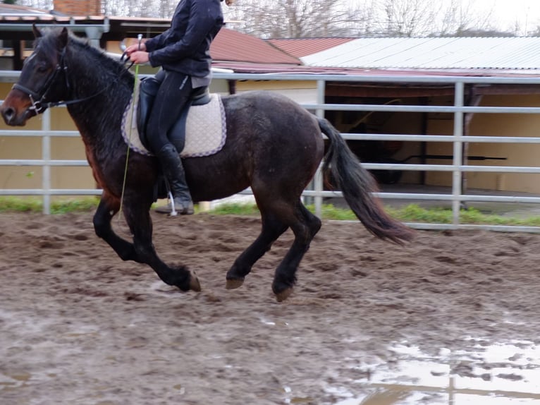 Zwaar warmbloed Mix Ruin 7 Jaar 150 cm Zwartschimmel in Buttstädt