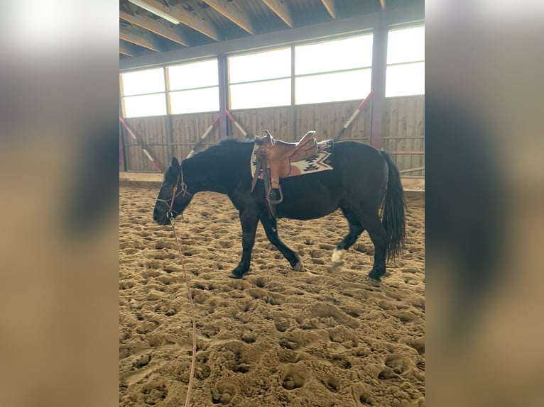 Zwaar warmbloed Ruin 7 Jaar 160 cm Zwart in Udestedt