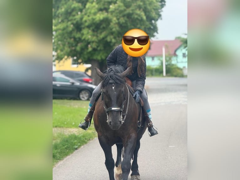 Zwaar warmbloed Ruin 7 Jaar 160 cm Zwart in Udestedt