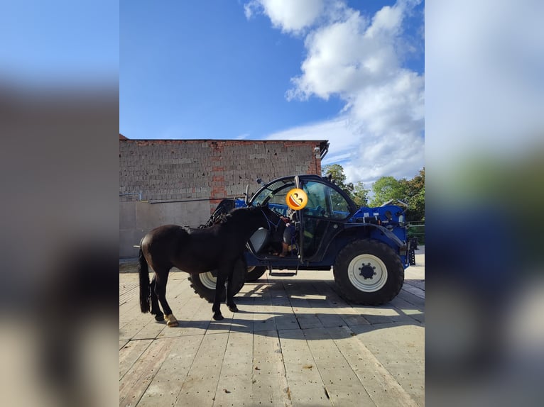 Zwaar warmbloed Ruin 7 Jaar 160 cm Zwart in Udestedt