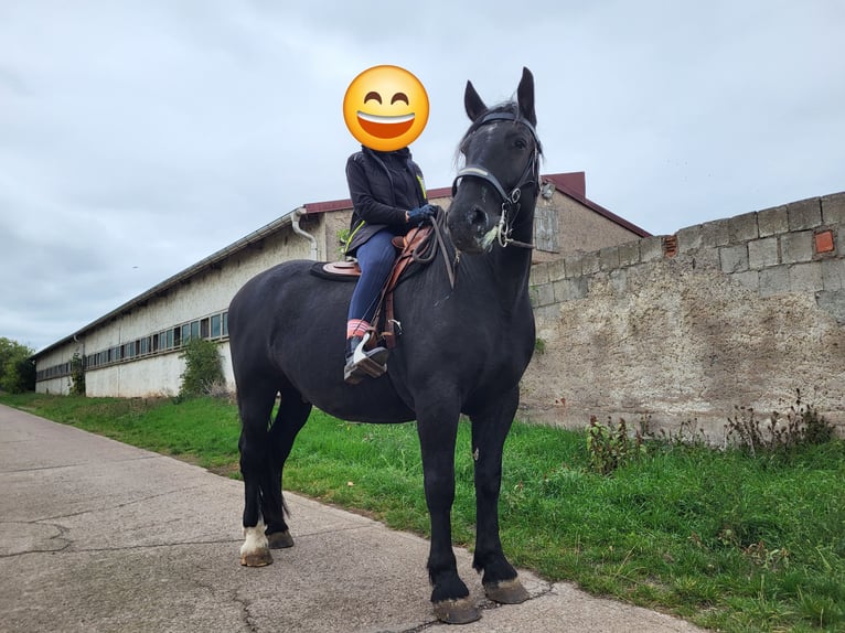 Zwaar warmbloed Ruin 7 Jaar 160 cm Zwart in Udestedt