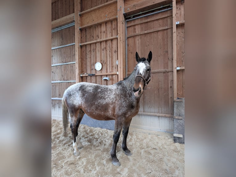 Zwaar warmbloed Ruin 7 Jaar 164 cm  in Hochstadt