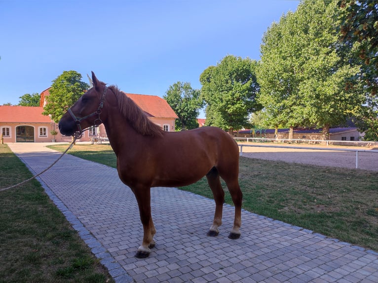 Zwaar warmbloed Ruin 7 Jaar 170 cm Vos in Pyrbaum