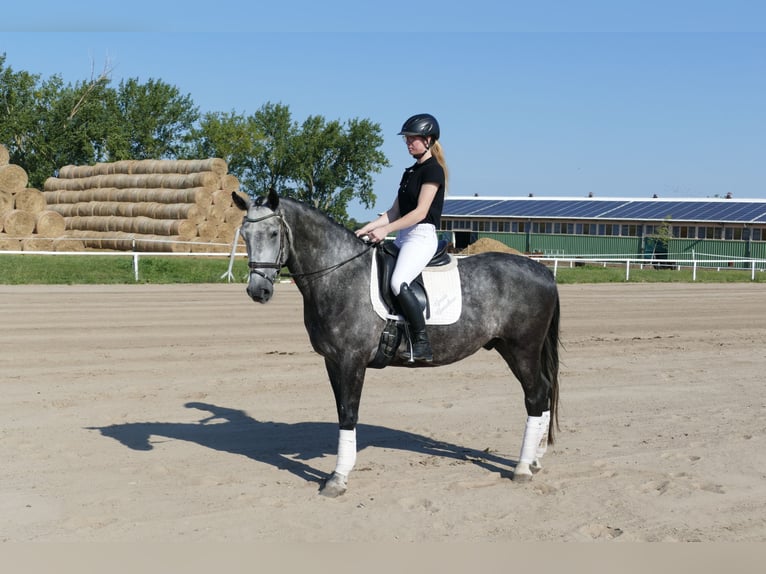 Zwaar warmbloed Ruin 8 Jaar 162 cm Schimmel in Ganschow