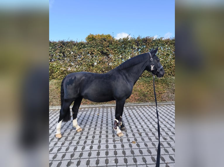 Zwaar warmbloed Ruin 8 Jaar 163 cm Zwart in Penig